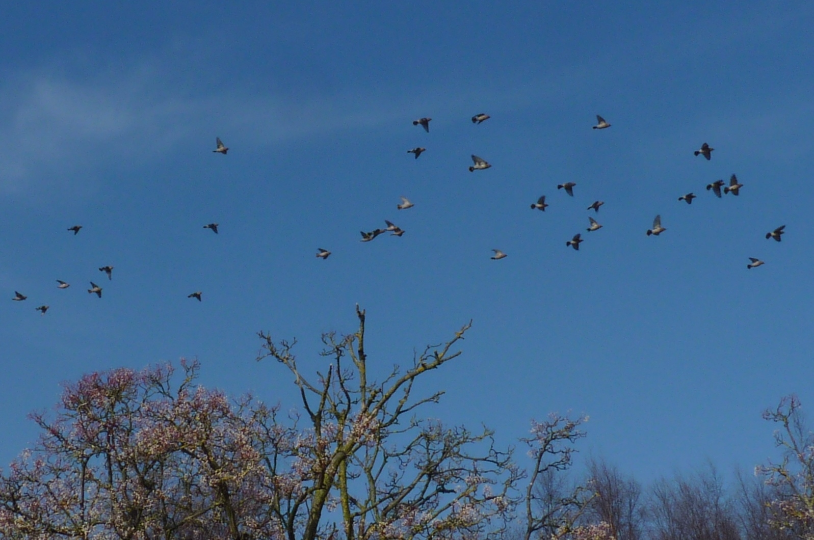 Waxwings.jpg